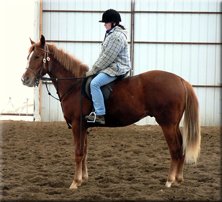 Candid Skipper - 2004 Chestnut Gelding (49 KB)