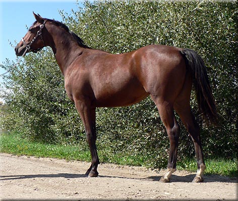 GW Candid Queen - 2005 Appendix Filly (70 KB)
