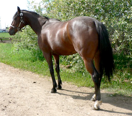 GW Candid Queen - 2005 Appendix Filly (70 KB)