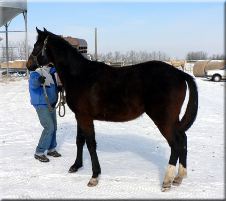 2005 Appendix Colt - 37 KB