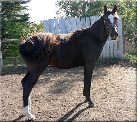 2005 Appendix Colt - 37 KB