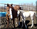 2005 Palomino Filly