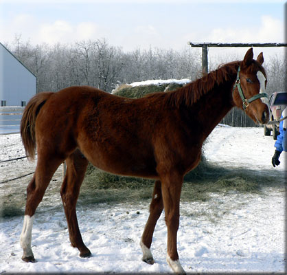 2005 Chestnut Colt - 47 KB