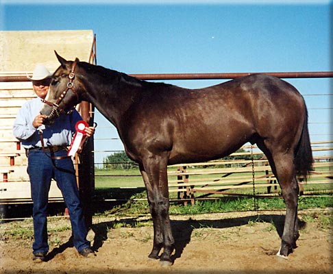 34 Kb image of palomino foal