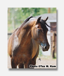 GF Forever Magic+ Photo �Tex M. Kam